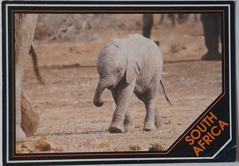SA PhotoSafari Post Card Photo of Baby Elephant by D Allen
