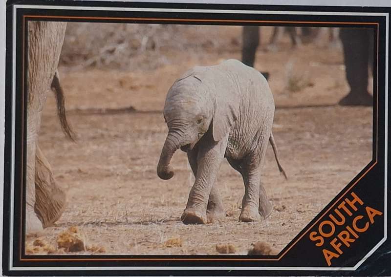 SA PhotoSafari Post Card Photo of Baby Elephant by D Allen