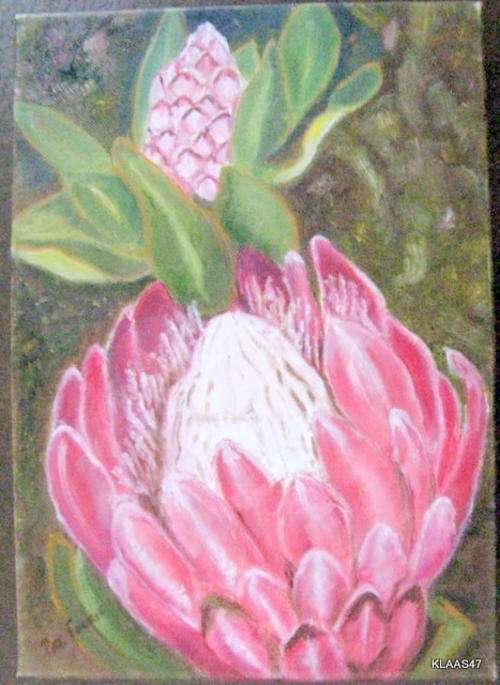 PROTEA : PAT FOURIE : OIL - PAINTED ON CANVAS : 25x36cm