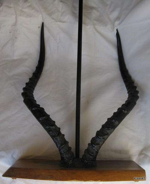TABLE LAMP : HORNS : MOUNTED ON WOODEN BASE - 38x14cm : **NOT WIRED**NO LAMPSHADE**