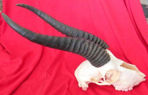 SPRINGBOK SKULL AND HORNS : HORNS 28cm LONG
