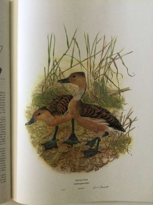 Ducks Of Sub-Saharan Africa, Gordon Lindsay Maclean and Gail Darroll, 1986