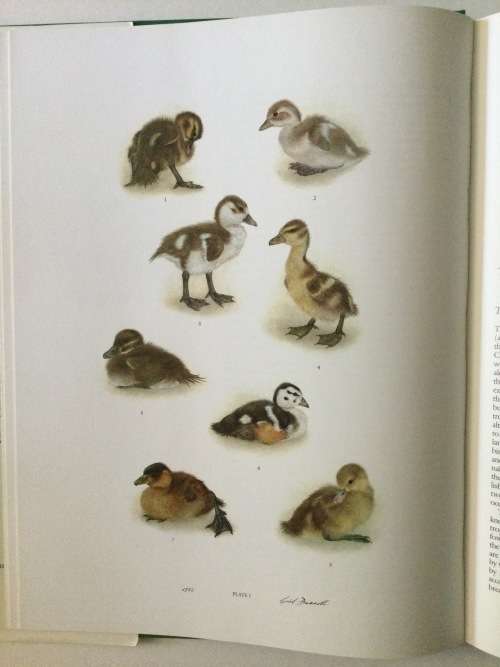 Ducks Of Sub-Saharan Africa, Gordon Lindsay Maclean and Gail Darroll, 1986