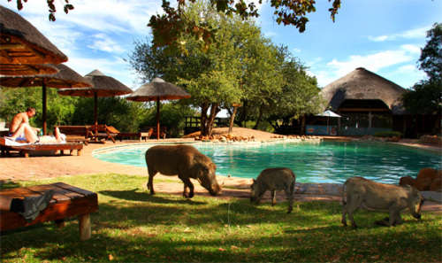 BARGAIN!! Midweek (4 nights) at Mabalingwe Nature Reserve (Limpopo) for 4 (August 13 to 17)