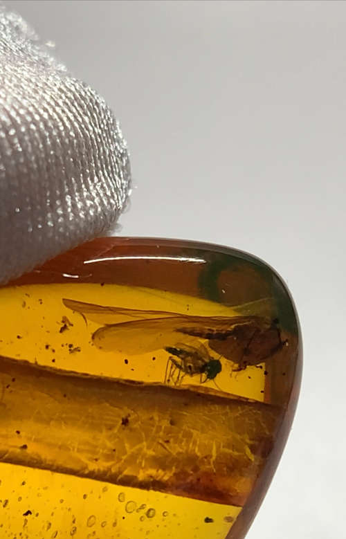 Authentic Insect Amber No.20215