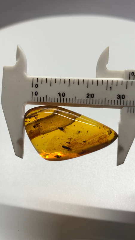 Authentic Insect Amber No.20215