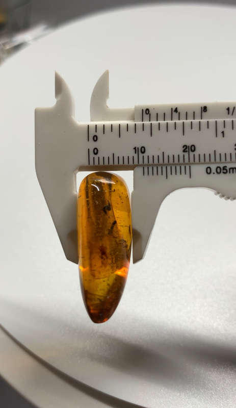 Authentic Insect Amber No.20215