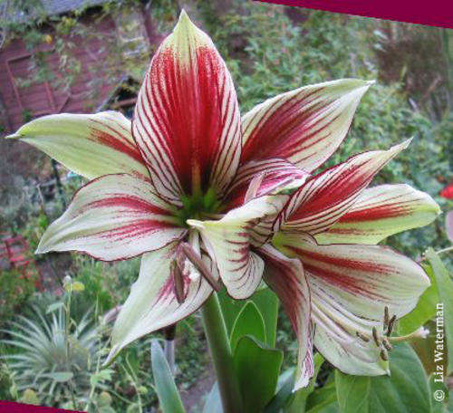 Amaryllis papilio. Large bulbs, Flowering size