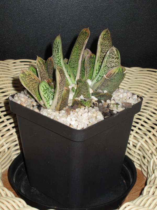 Gasteria. 10cm pot. 5 plants in one pot