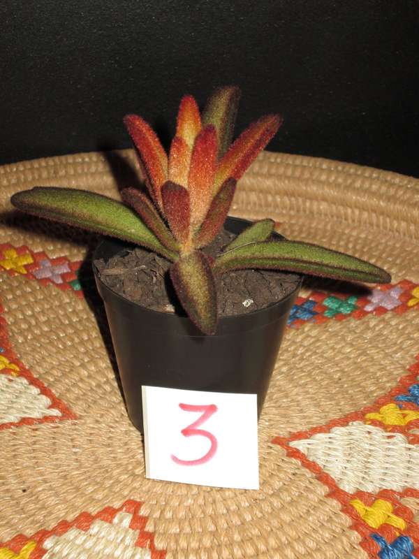 Kalanchoe tomentosa, Chocolate Soldier Panda Plant. 7.5cm pot