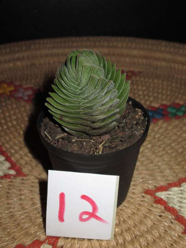 Crassula 'Buddha's Temple'  5cm pot