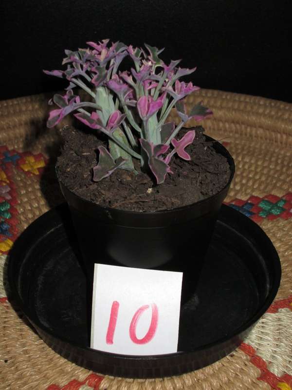 Senecio articulatus pink, Pink Candlestick plant. 7.5cm pot