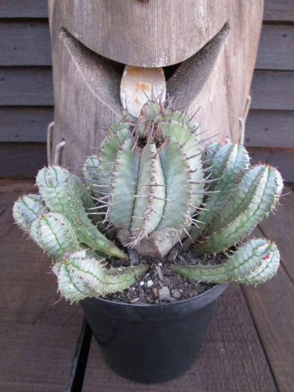 Euphorbia enopla 12cm pot. Beautiful Twisted growth. 17 pups 15cm Wide