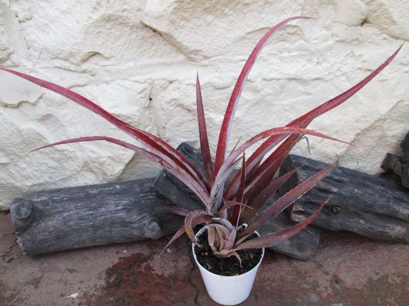 xBillbergia 'Red burst' 10cm pot