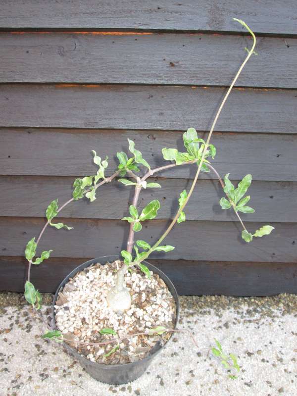 Fokea edulis 12cm pot.