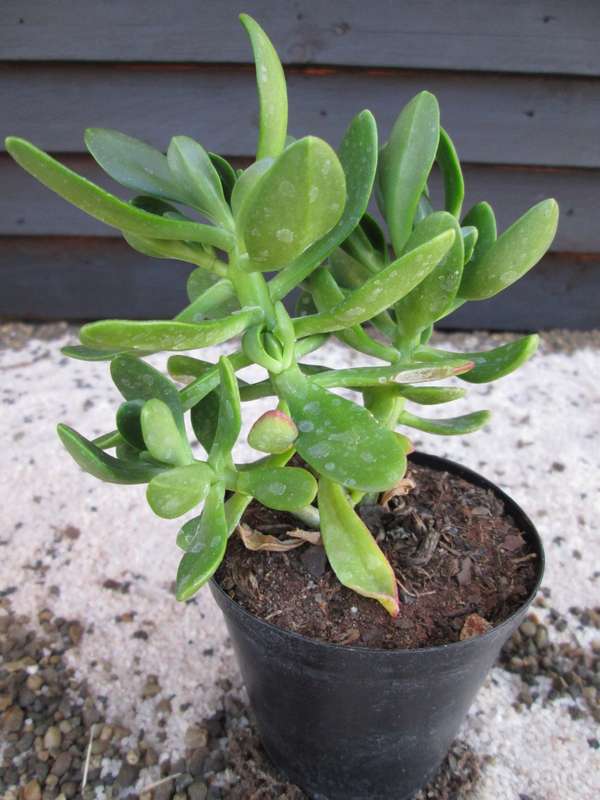 Succulent / Vetplant. 7.5cm pot.