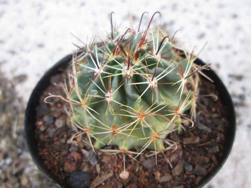 Cactus / kaktus. 7.5cm pot.