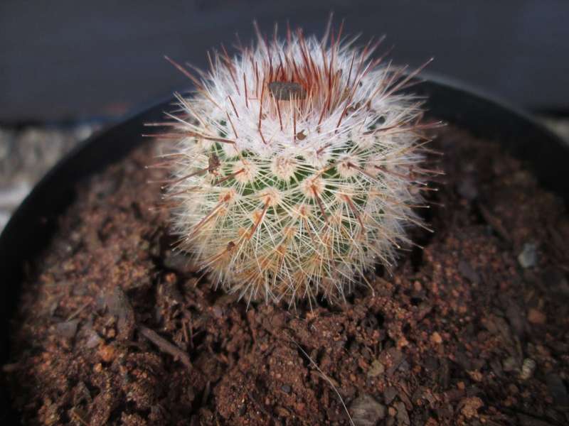 Cactus / kaktus. 7.5cm pot.