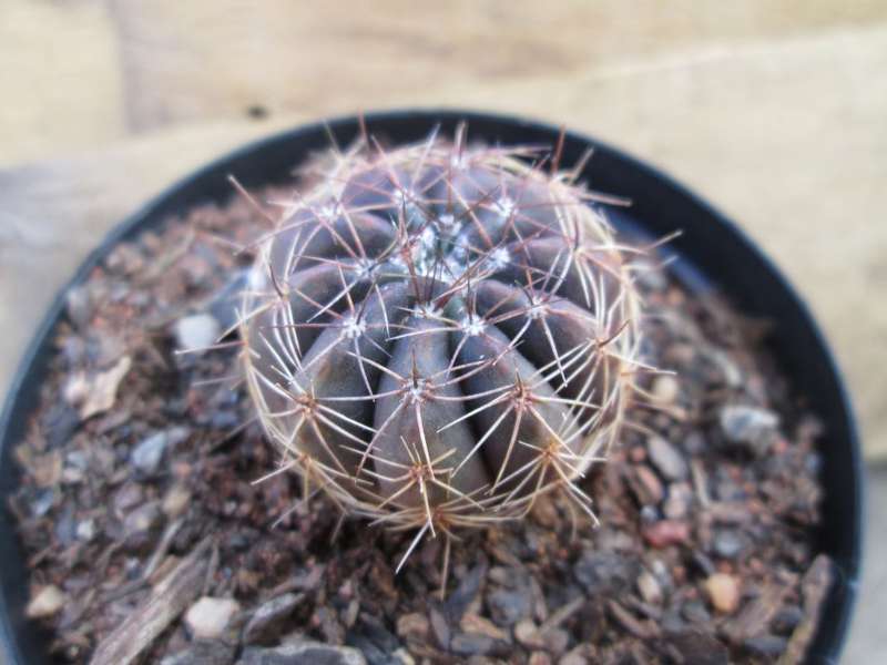 Cactus / kaktus. 7.5cm pot.