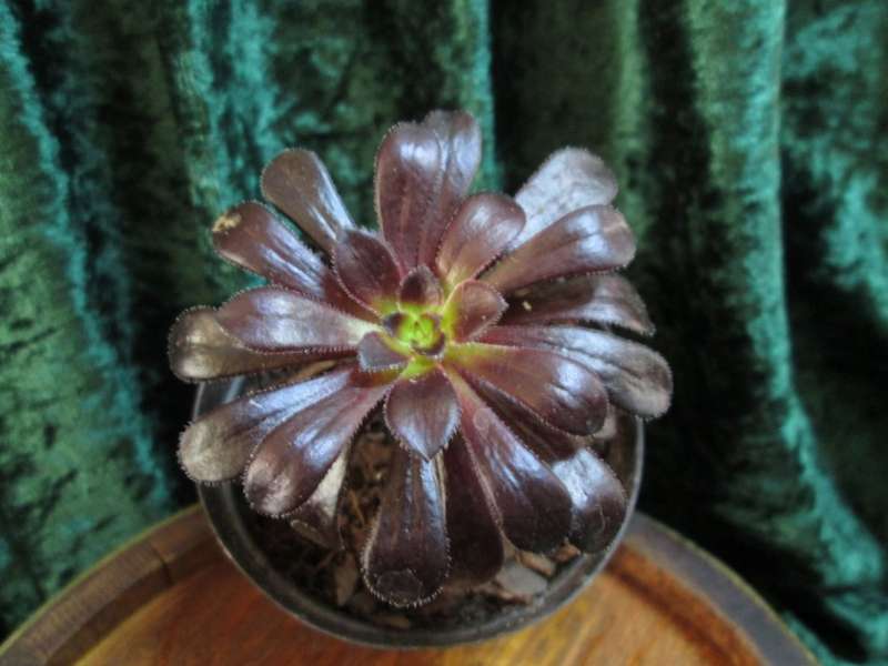 Black Aeonium "Zwartkop" 7.5cm Pot