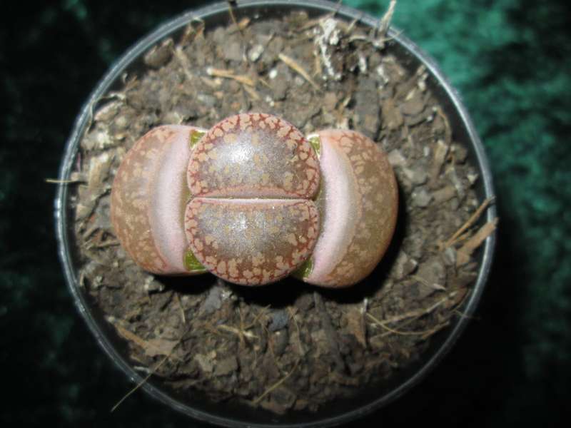 Lithops in 5.5cm pot