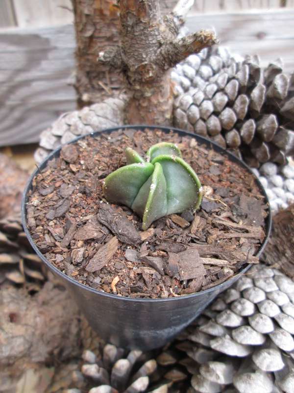 Astrophytum. 7.5cm pot