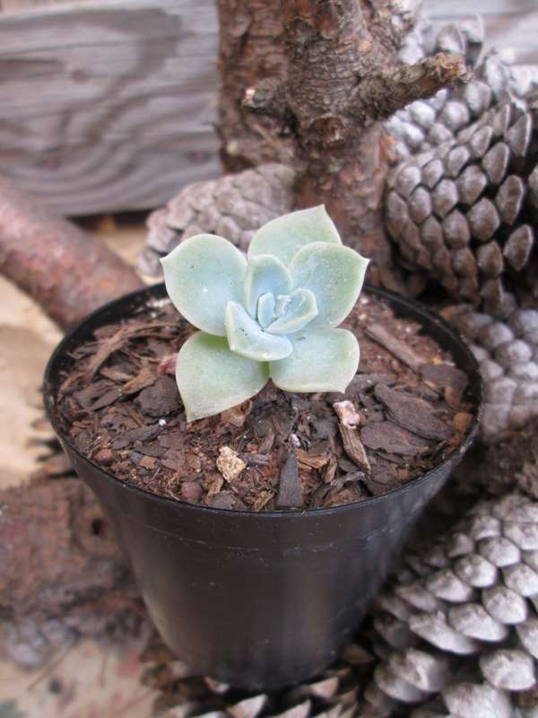 Echeveria 7.5cm pot
