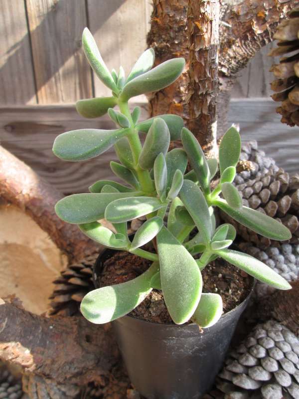 Succulent / Vetplant 7.5cm pot..
