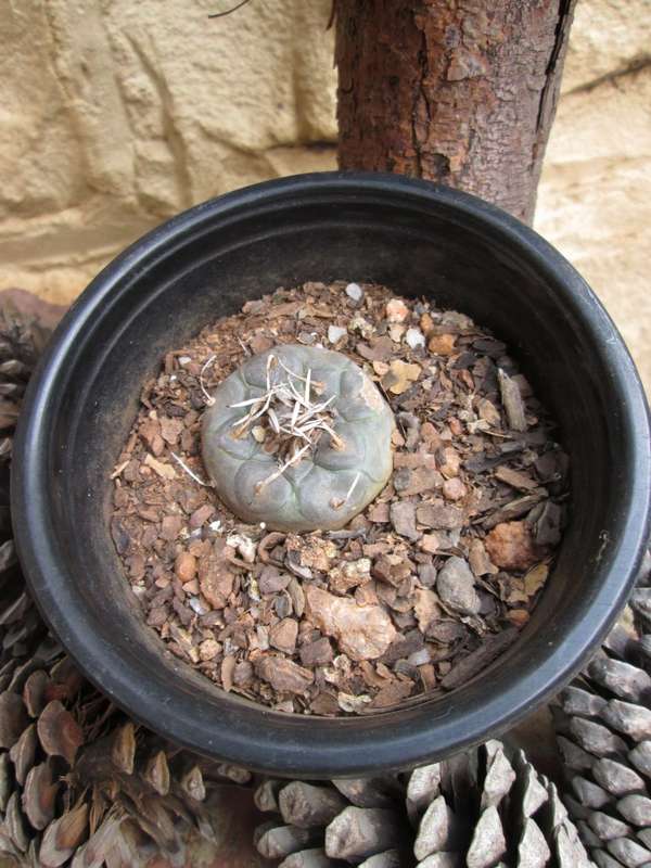 Turbinicarpus.  12cm pot. 4cm diameter