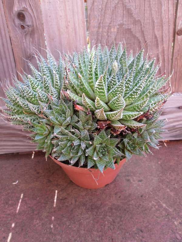 Aloe aristata. 15cm pot