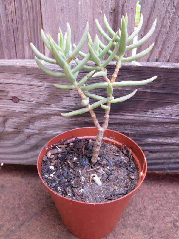 Crassula tetragona. 7.5cm pot