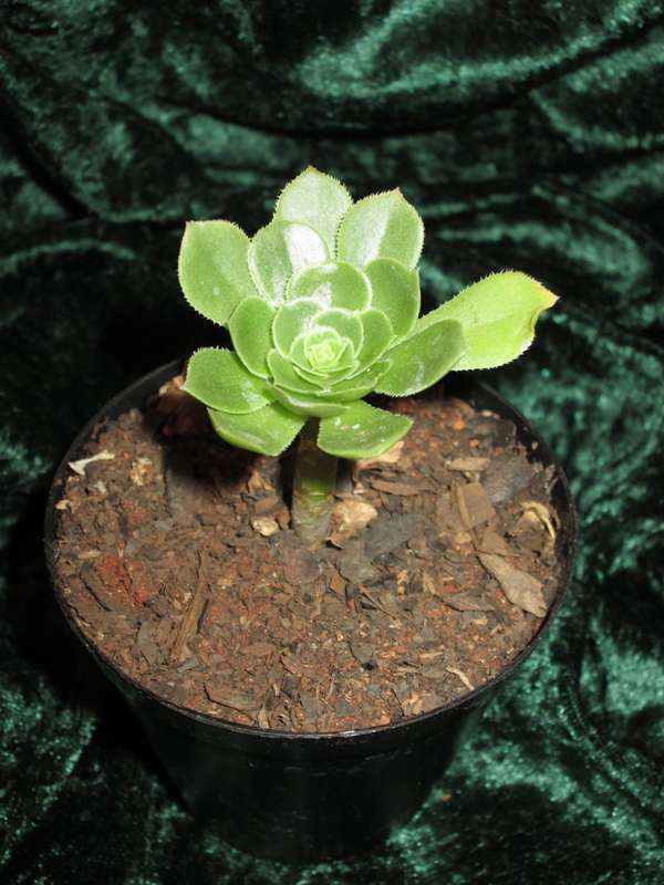 Aeonium. 7.5cm pot