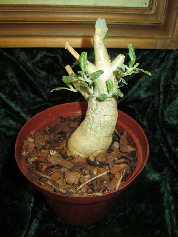 Pterodiscus aurantiacus. 12cm pot