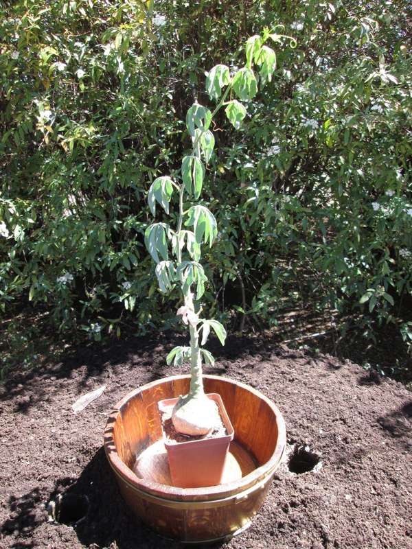Adenia glauca. 10cm pot. 5.5cm Caudex. 30cm+ high