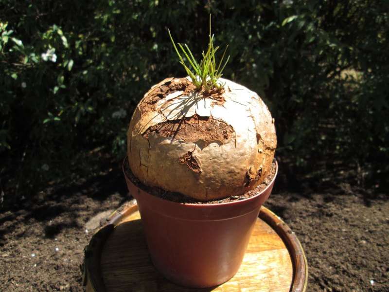 Ipomea bolusii. 12.5cm pot 11cm diameter