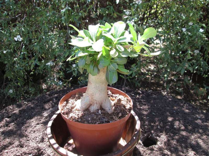 Adenium obesum 9cm caudex. 18cm pot. 19cm high