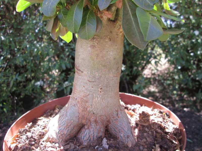 Adenium obesum 9cm caudex. 18cm pot. 19cm high