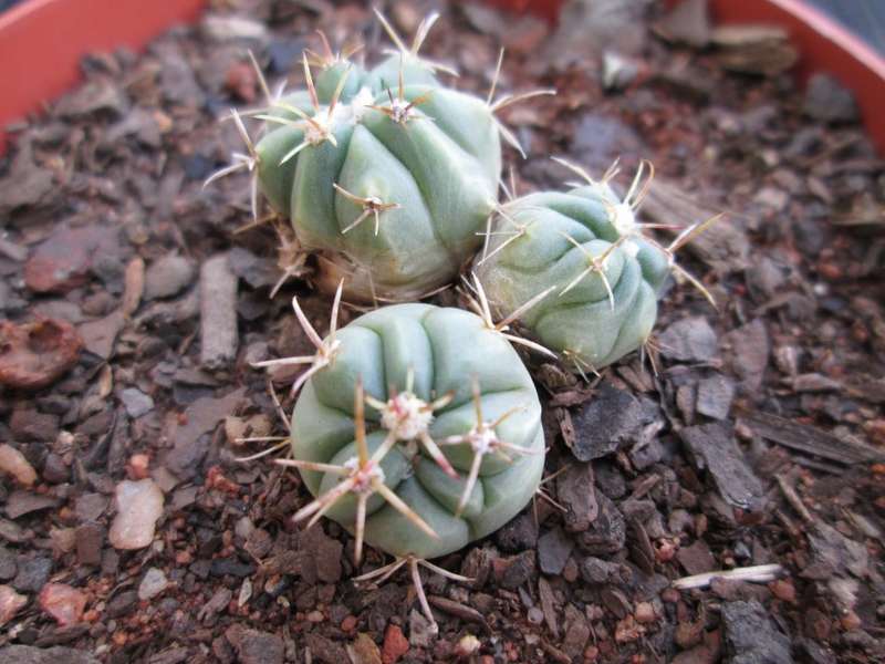 Kaktus / Cactus. 8cm pot.