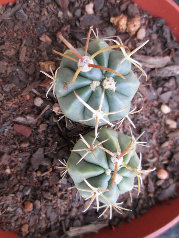 Kaktus / Cactus. 8cm pot.