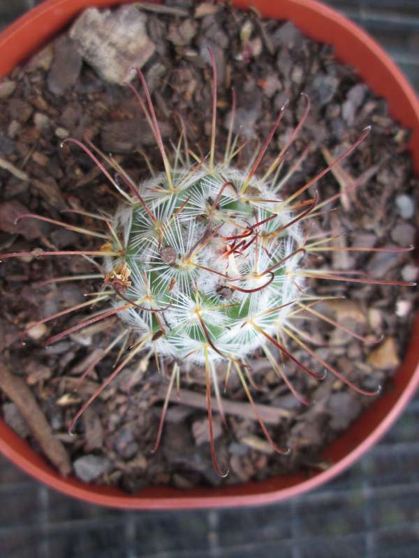 Kaktus / Cactus. 8cm pot.