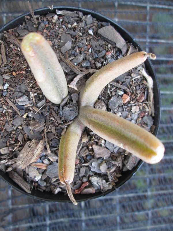 Succulent / Vetplant. 8cm pot.