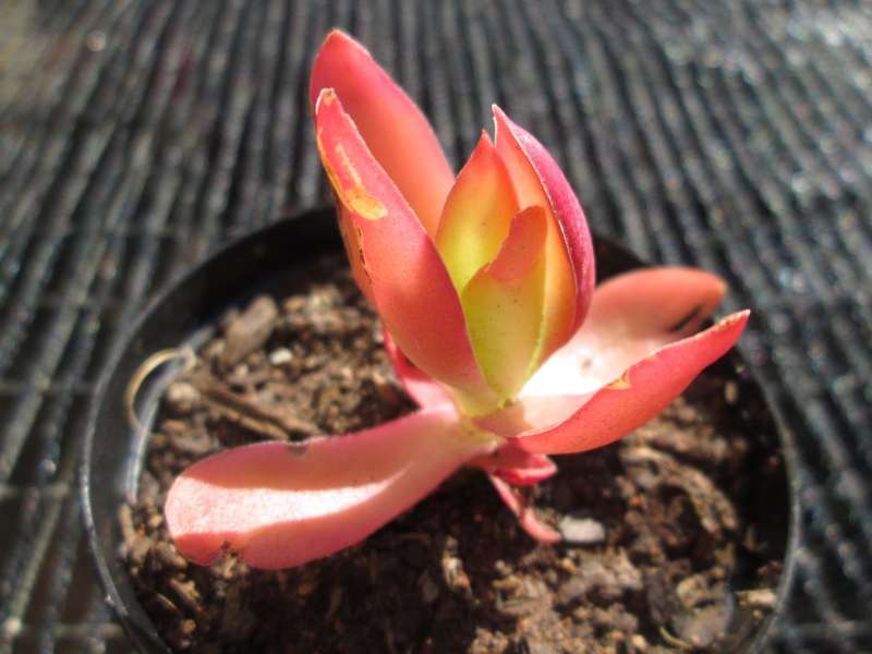 Succulent / Vetplant. 7.5cm pot.