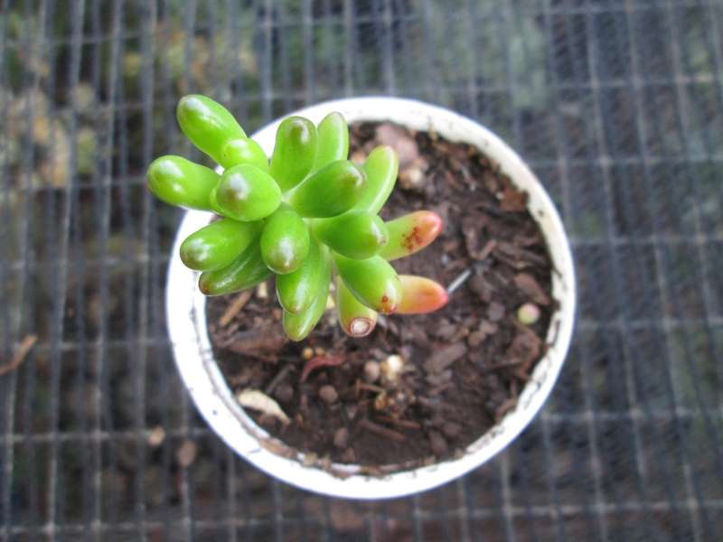 Succulent / Vetplant. 7.5cm pot.