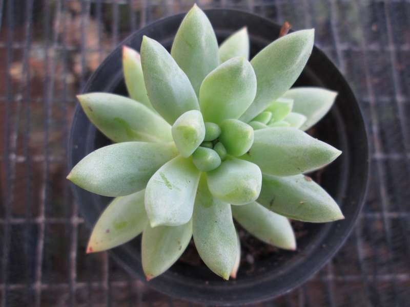 Succulent / Vetplant. 7.5cm pot.
