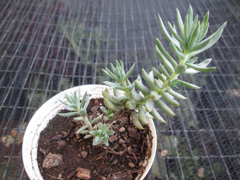Succulent / Vetplant. 7.5cm pot.