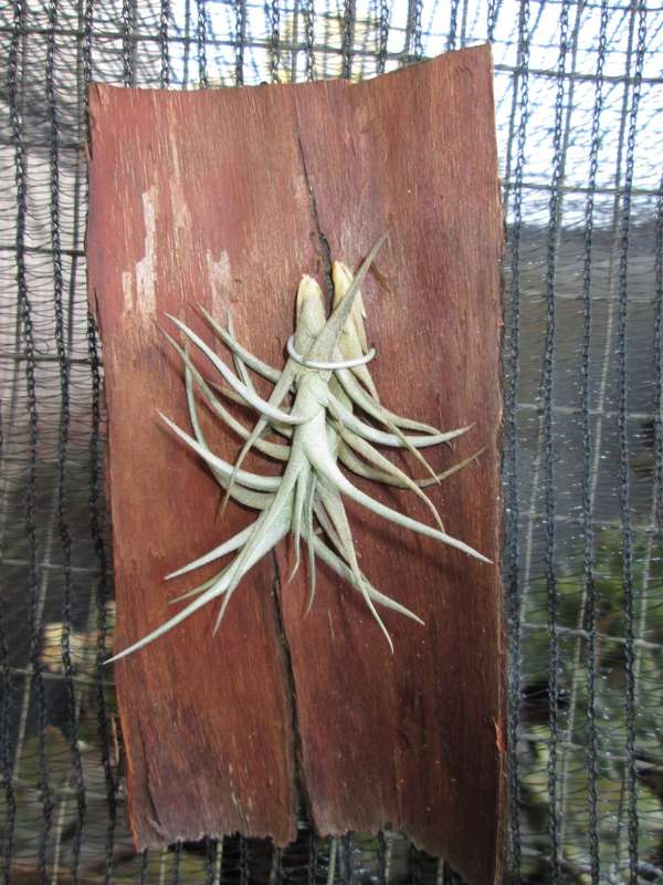 Tillandsia spp. 2 growth points
