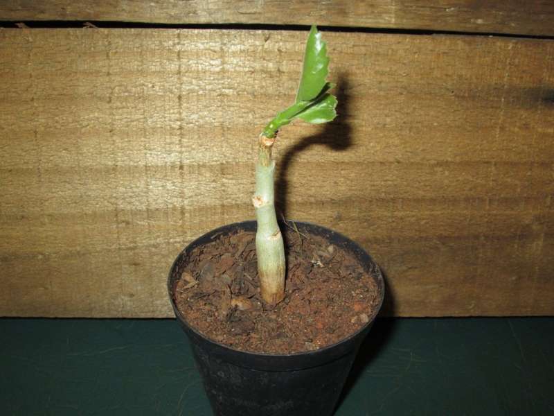Cyphostemma juttae seedling 7.5cm pot