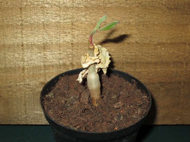 Cyphostemma juttae seedling 7.5cm pot