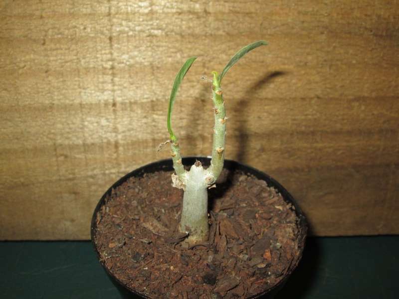 Adenium obesum seedling 7.5cm pot