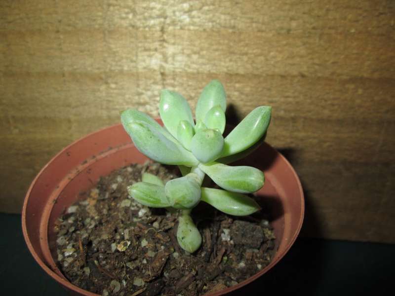 Succulent / Vetplant. 7.5cm pot. Clearance Sale.